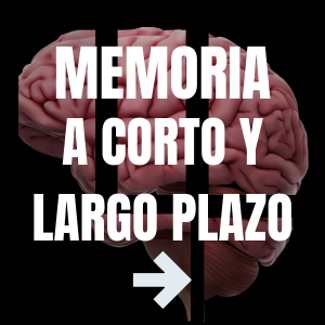 Memoria a corto y memoria a largo plazo 