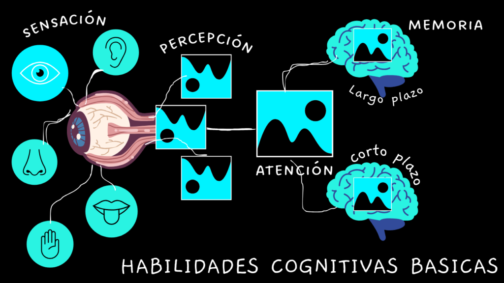 ¿cual es el proceso de las habilidades cognitivas basicas?